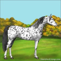 Horse Color:Black Tobiano Appaloosa 