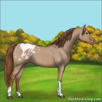 Horse Color:Red Dun Tobiano Appaloosa 
