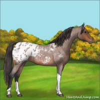 Horse Color:Bay Roan Tobiano Appaloosa 