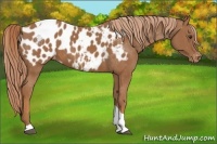 Horse Color:Chestnut Tobiano Appaloosa 