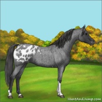 Horse Color:Blue Roan Tobiano Appaloosa 