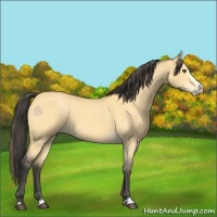 Horse Color:Buckskin Roan Dun Splash 