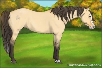Horse Color:Buckskin Roan Dun Splash 