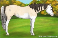 Horse Color:Buckskin Roan Dun Splash 