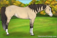 Horse Color:Buckskin Roan Dun Splash 