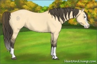 Horse Color:Buckskin Roan Dun Splash 
