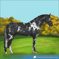 Horse Color:White Spotted Black 
