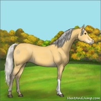 Horse Color:Silver Buckskin 