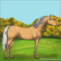 Horse Color:Silver Buckskin 
