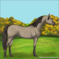 Horse Color:Smoky Grullo 