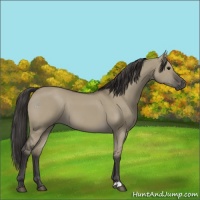 Horse Color:Smoky Grullo 