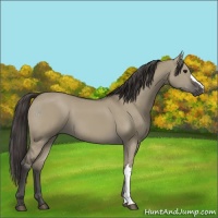 Horse Color:Smoky Grullo 