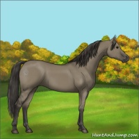 Horse Color:Smoky Grullo 