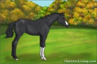 Horse Color:Black Chinchilla 