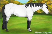 Horse Color:Bay Chinchilla