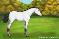 Horse Color:Bay Chinchilla Dun 