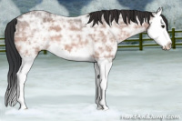 Horse Color:Bay Ice Roan Splash 