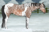 Horse Color:Bay Ice Tobiano
