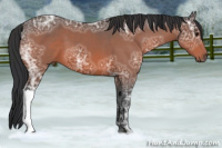 Horse Color:Brown Ice 