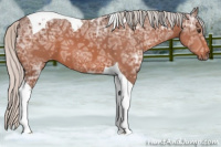 Horse Color:Silver Brown Ice Tobiano 