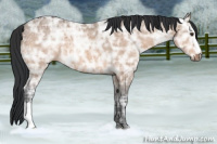 Horse Color:Bay Ice Dun