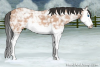 Horse Color:Bay Ice Splash 