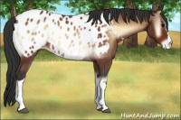 Horse Color:Bay Onyx Appaloosa 