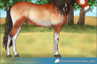Horse Color:Bay Onyx 