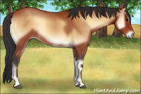 Horse Color:Bay Onyx 