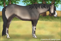 Horse Color:Blue Onyx