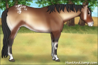 Horse Color:Bay Onyx Appaloosa 