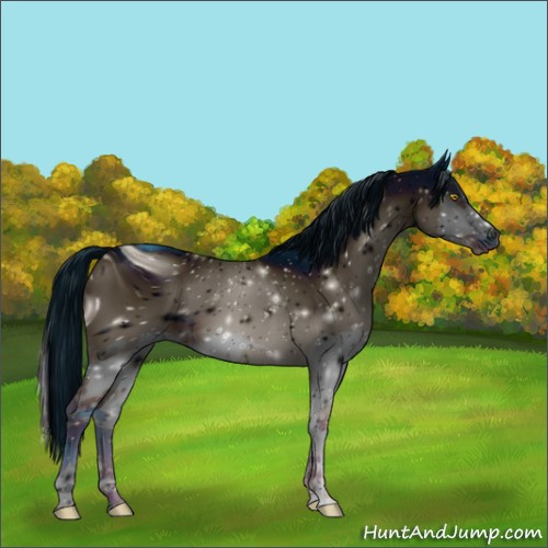 Horse Color:ERROR: UNKNOWN ANOMALY