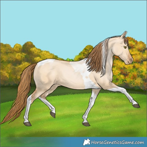 Horse Color:Bay Pearl Dun Tobiano 