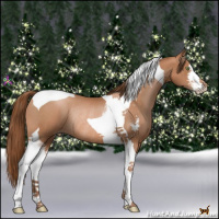 Horse Color:Brown Pearl Sabino Tobiano Rabicano 