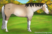 Horse Color:Gray Amber Champagne Dun Splash 