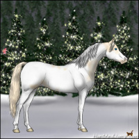 Horse Color:Red Dun Pearl Splash Tobiano Frame 