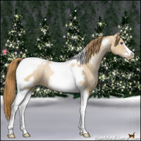 Horse Color:Red Dun Pearl Tobiano Frame Appaloosa 