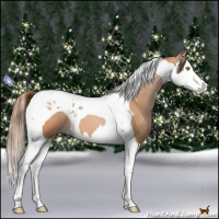 Horse Color:Bay Pearl Splash Tobiano 