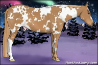 Horse Color:White Spotted Chestnut