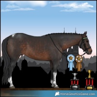 Horse Color:Brown Tobiano