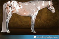 Horse Color:White Spotted Bay Appaloosa