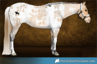 Horse Color:White Spotted Buckskin Roan Appaloosa 