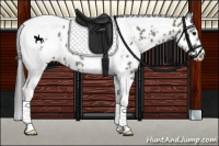 Horse Color:White Spotted Grullo Tobiano Appaloosa 