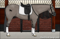Horse Color:Grullo 
