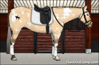 Horse Color:White Spotted Buckskin Dun 