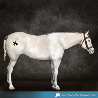 Horse Color:White Spotted Perlino