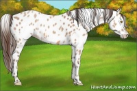 Horse Color:Amber Champagne Leopard  and Amber Champagne Leopard 