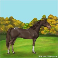 Horse Color:Liver Chestnut Tobiano 