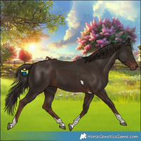 Horse Color:Liver Chestnut Tobiano 