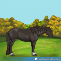 Horse Color:Liver Chestnut Tobiano 